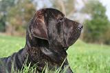 FILA BRASILEIRO 091